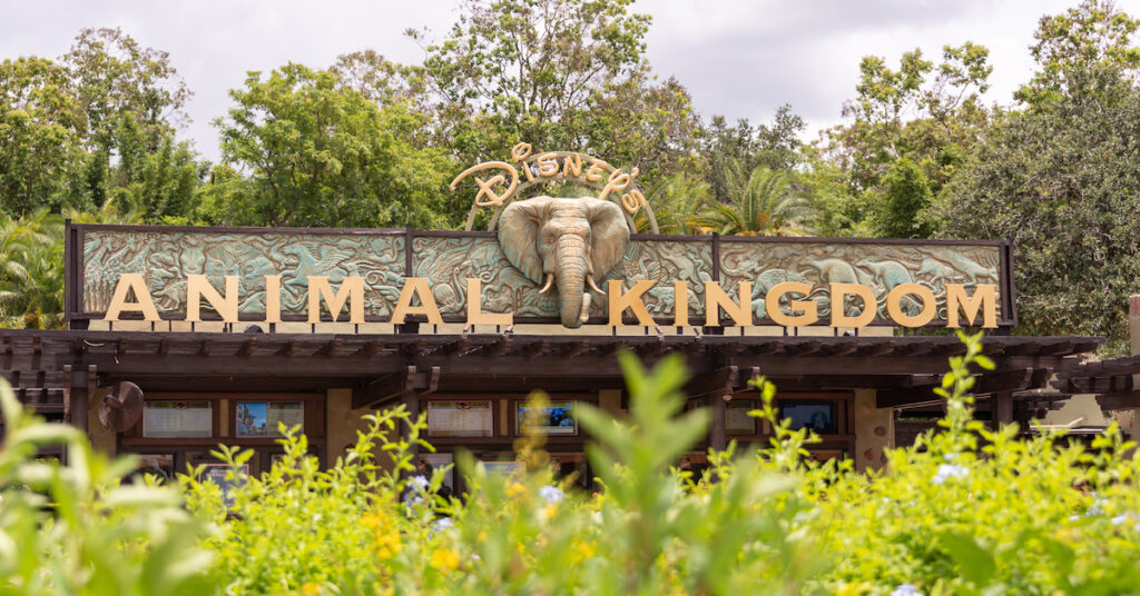 Opening Gates at Disneys Animal Kingdom